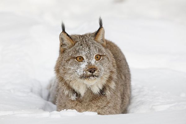 Eurasian lynx in winter-controlled situation-Lynx lynx